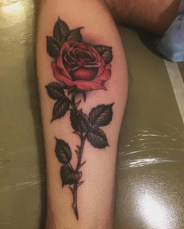 Classic red rose